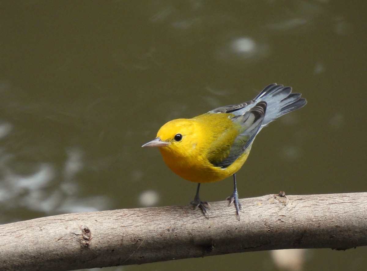 Prothonotary Warbler - ML610778740