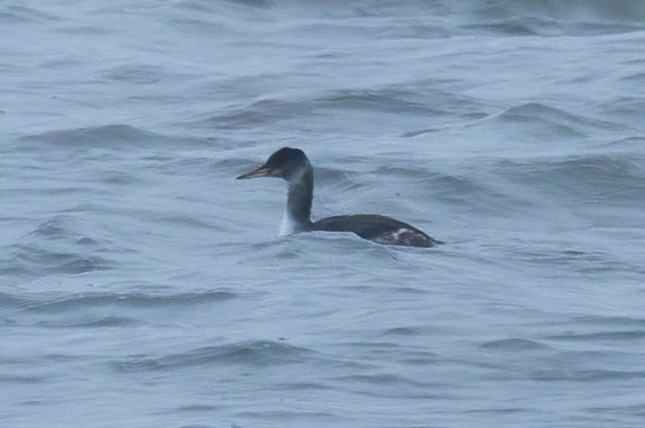 Red-necked Grebe - ML610778754