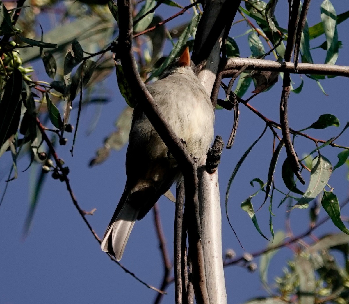 Greater Pewee - ML610779325