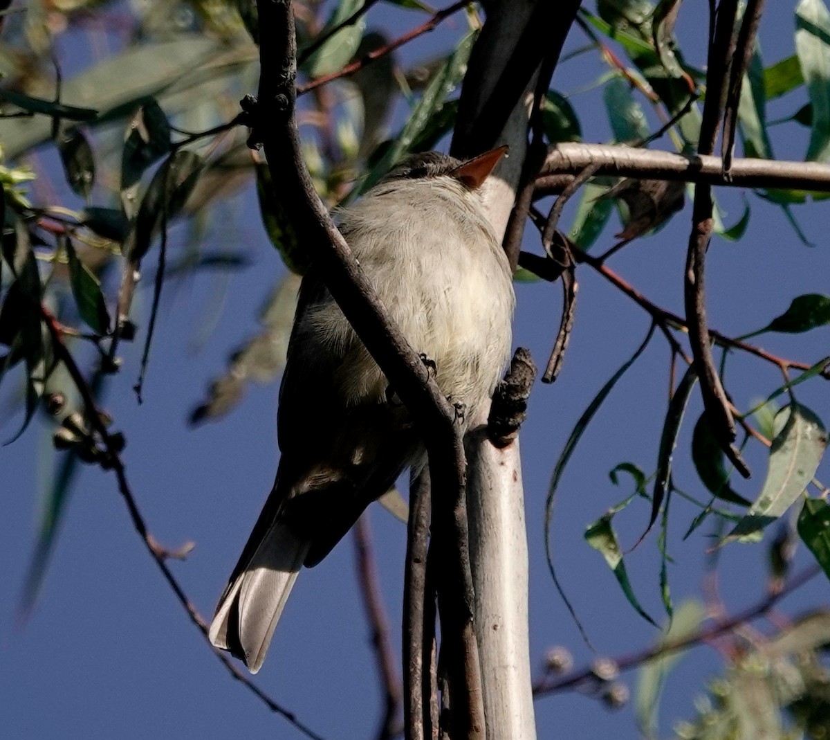 Greater Pewee - ML610779329