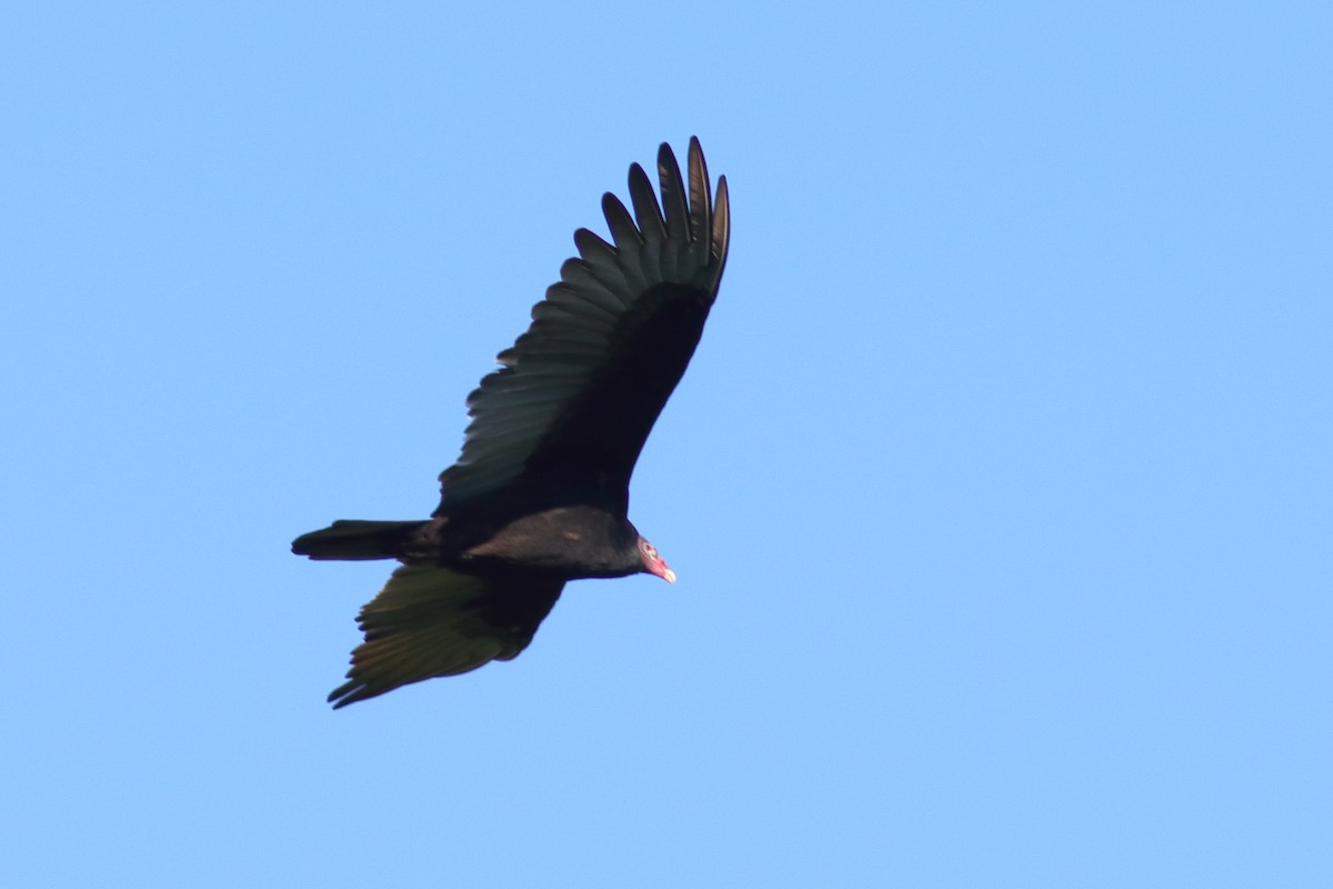 Turkey Vulture - ML610779401