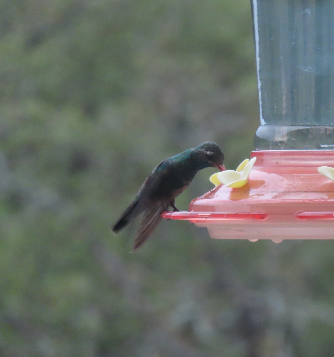 Broad-billed Hummingbird - ML610779490