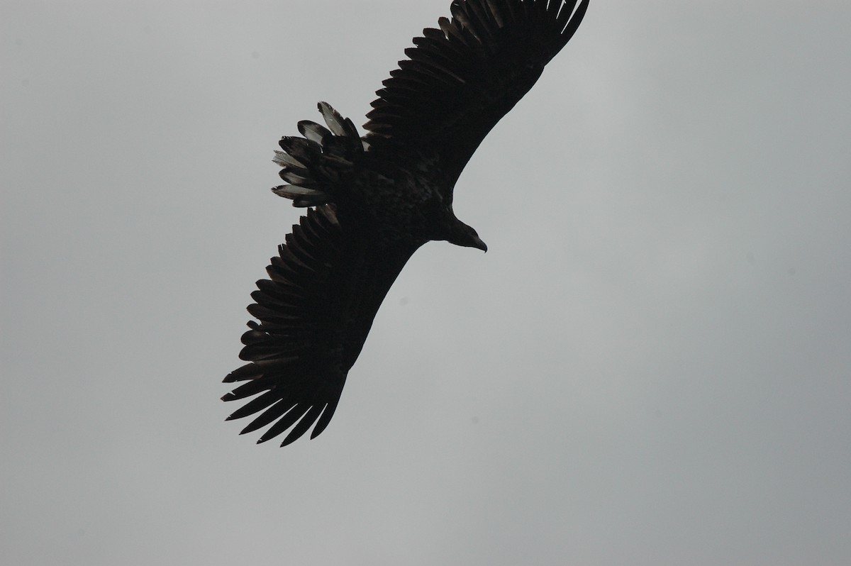 White-tailed Eagle - ML610779514