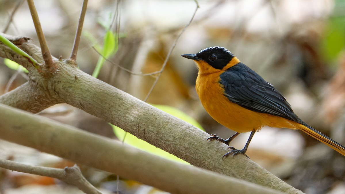 Snowy-crowned Robin-Chat - ML610779833