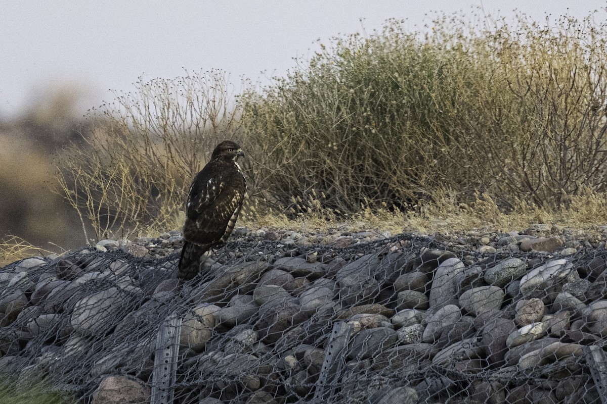 Red-tailed Hawk - Neil Rucker