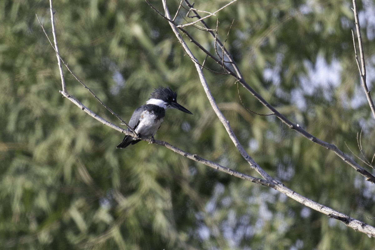 Belted Kingfisher - ML610780014