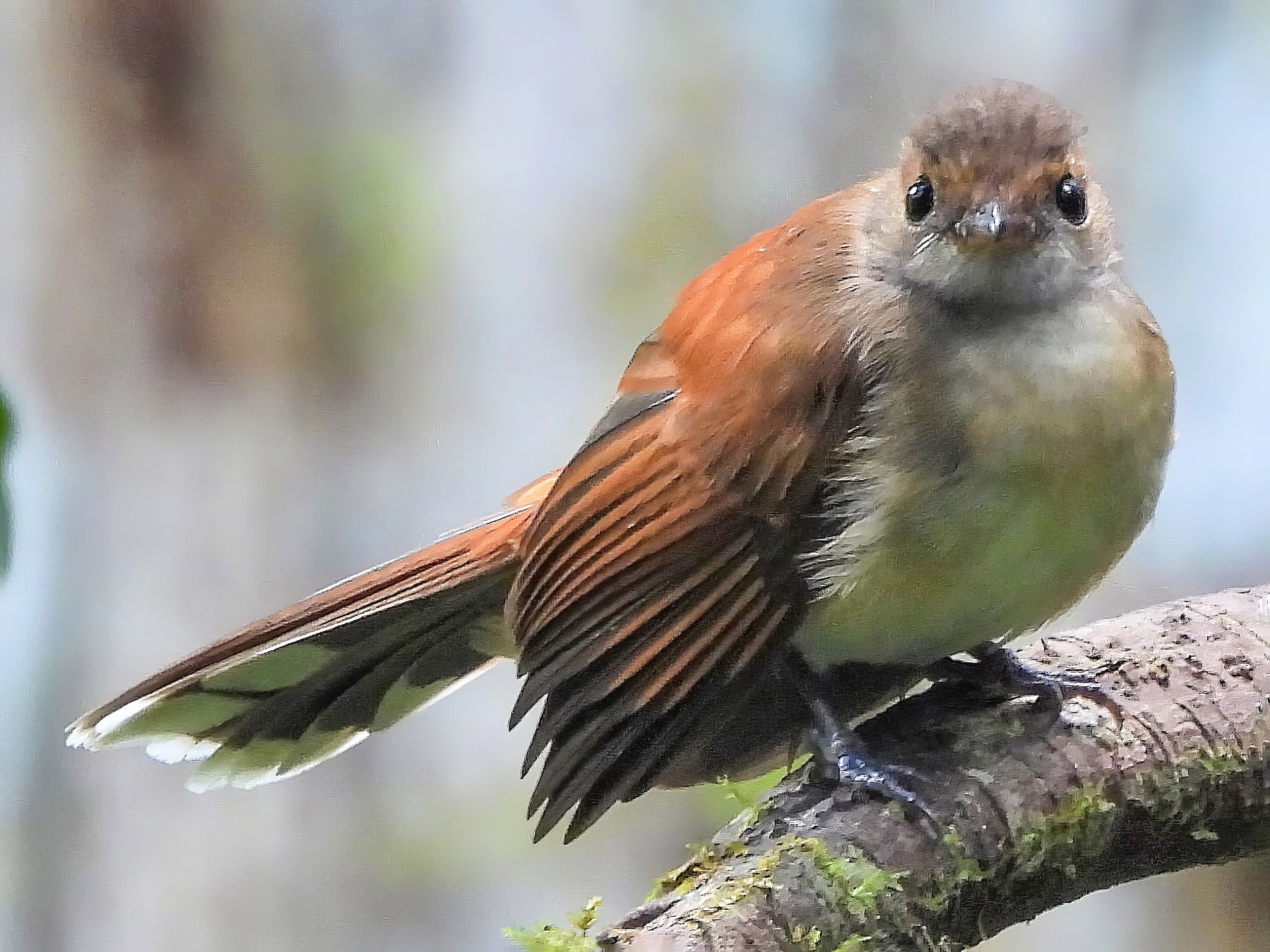Rufous-backed Fantail - eBird