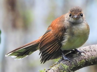 - Rufous-backed Fantail