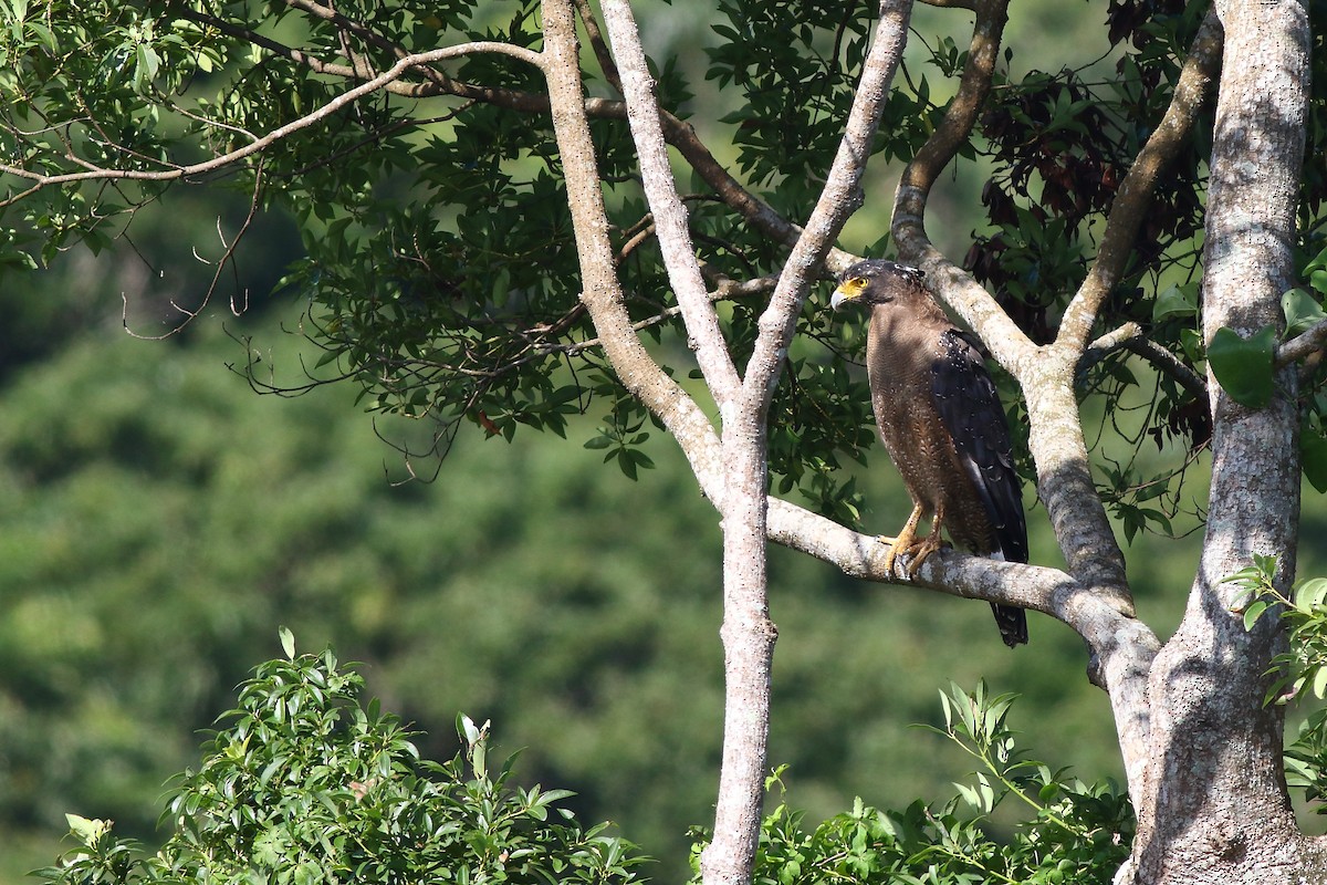 Crested Serpent-Eagle - ML610780493