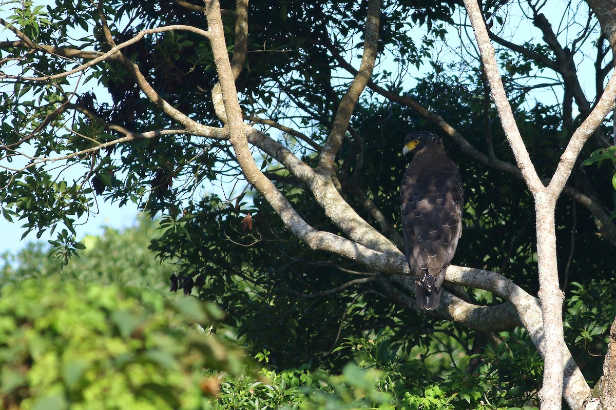 Crested Serpent-Eagle - ML610780496
