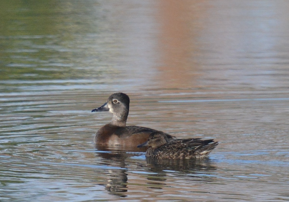 Green-winged Teal - ML610780582