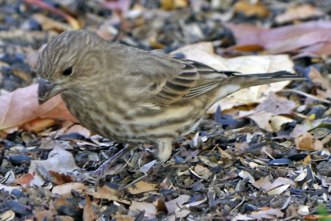 EBird Checklist - 25 Oct 2023 - Bill's Backyard - 13 Species