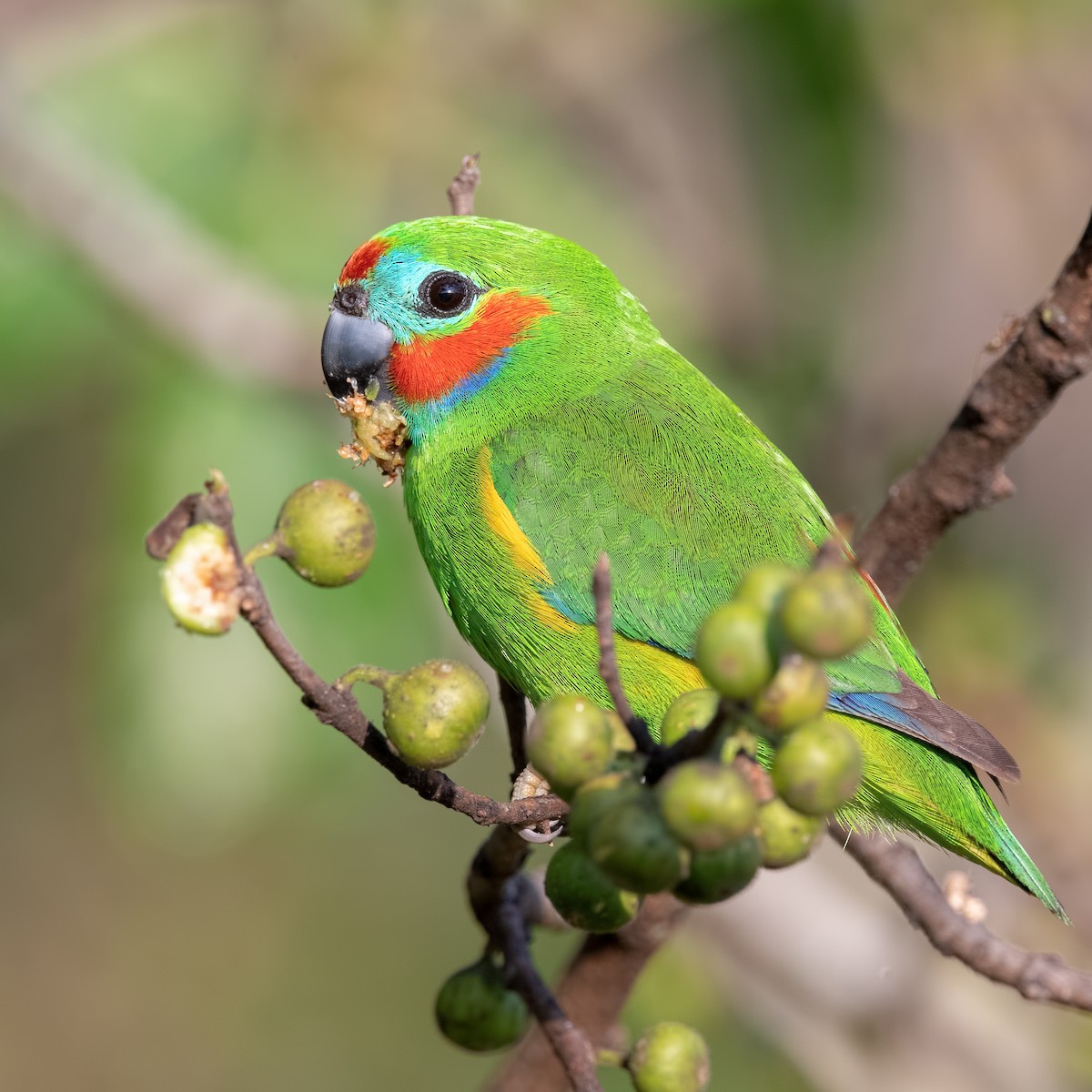 Double-eyed Fig-Parrot - ML610780801