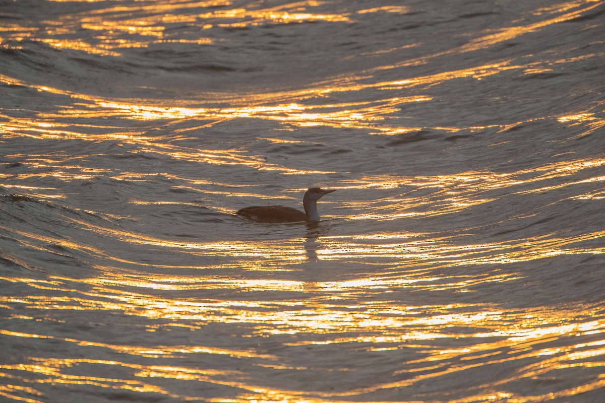 Red-throated Loon - ML610781330