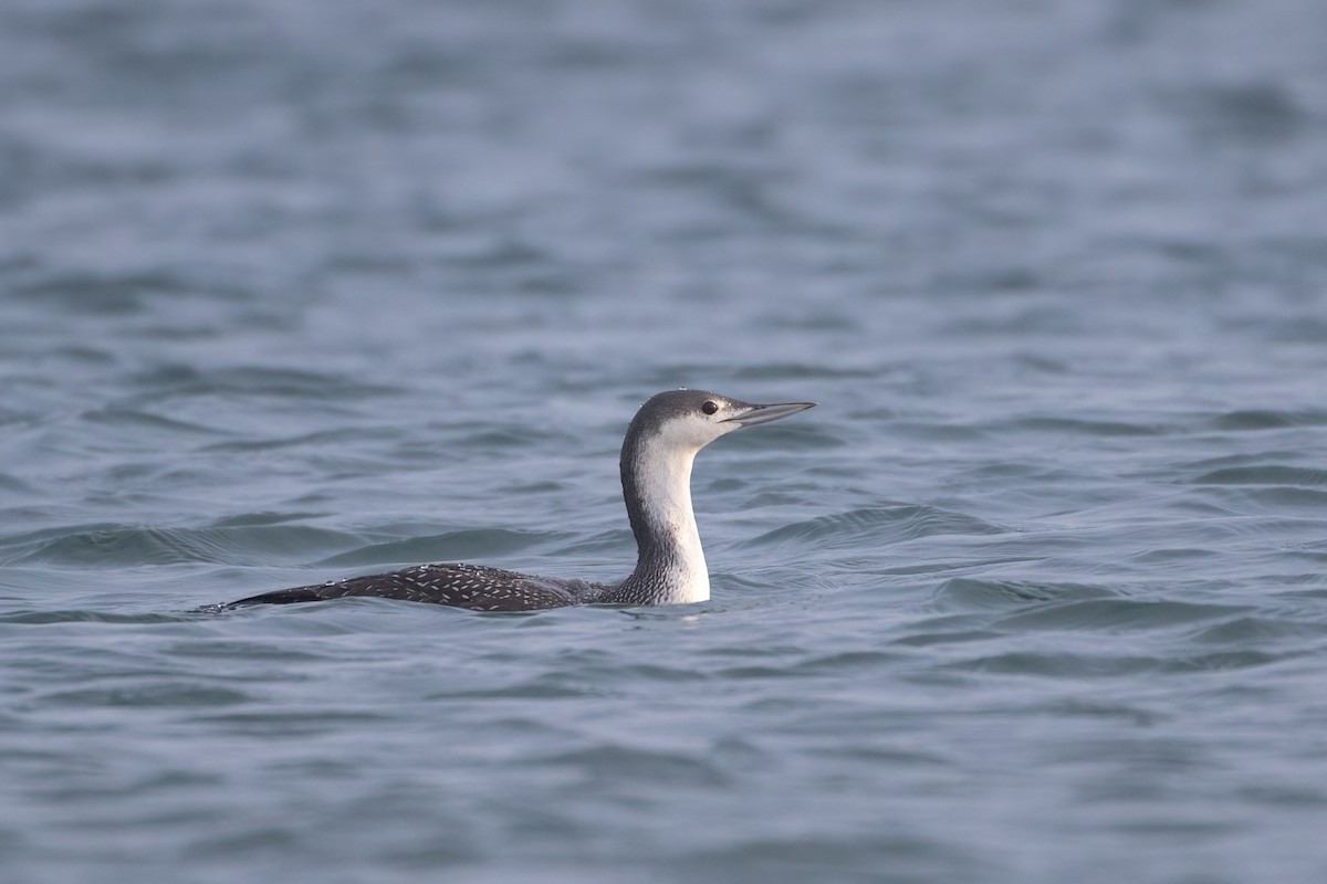 Red-throated Loon - ML610781335