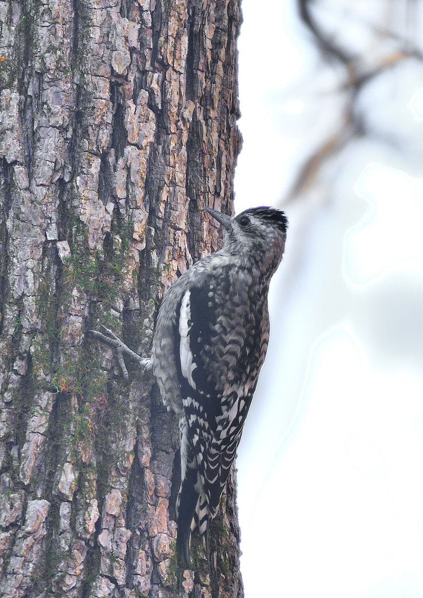 Ebird Checklist Nov Goose Run Park Species