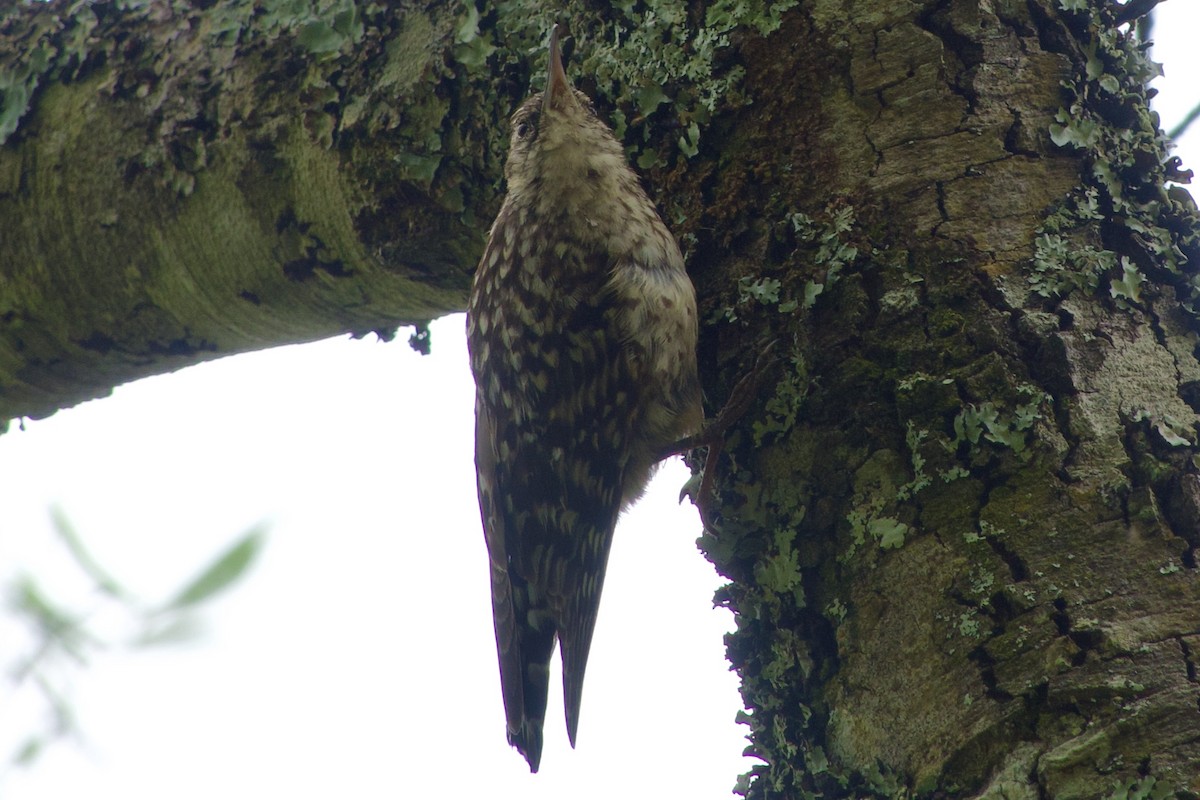 African Spotted Creeper - ML610781477