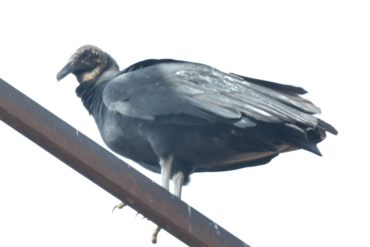 Black Vulture - ML610781510
