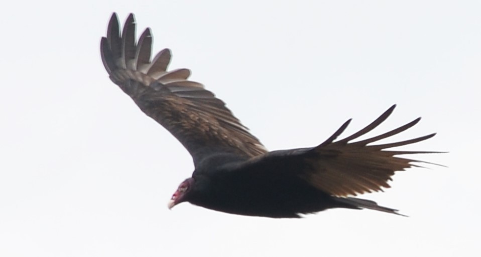 Turkey Vulture - ML610781526