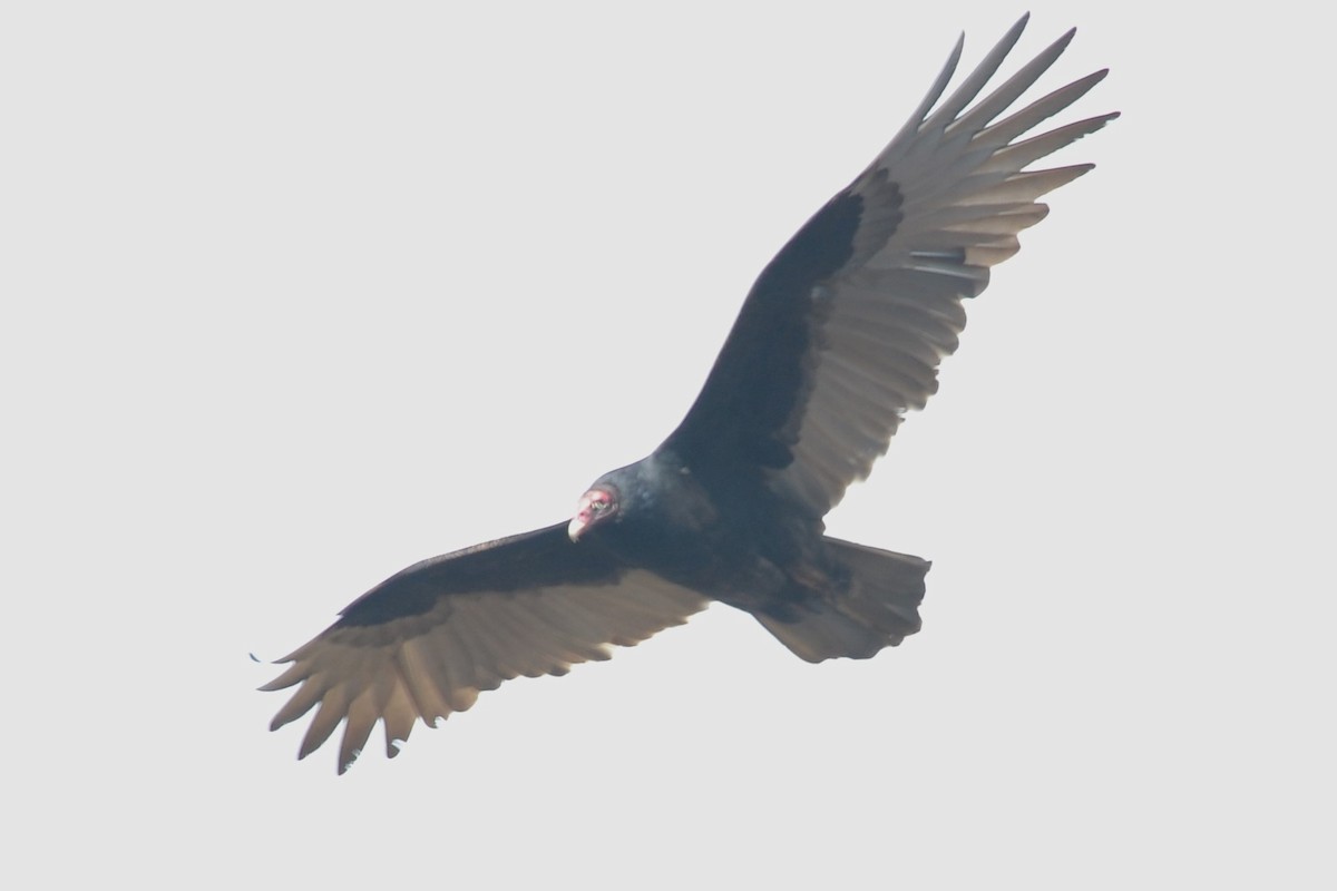 Turkey Vulture - ML610781527