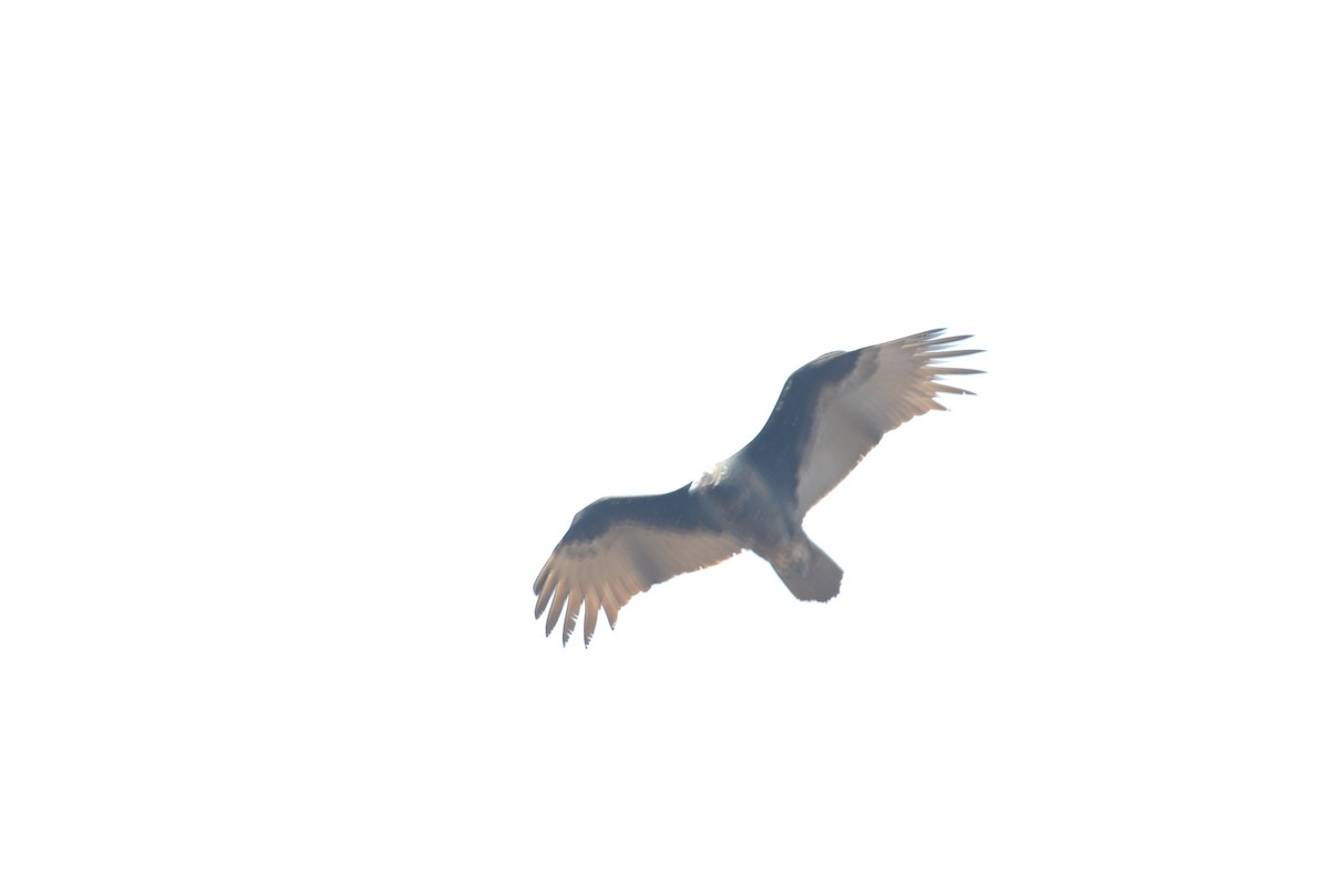 Turkey Vulture - ML610781528