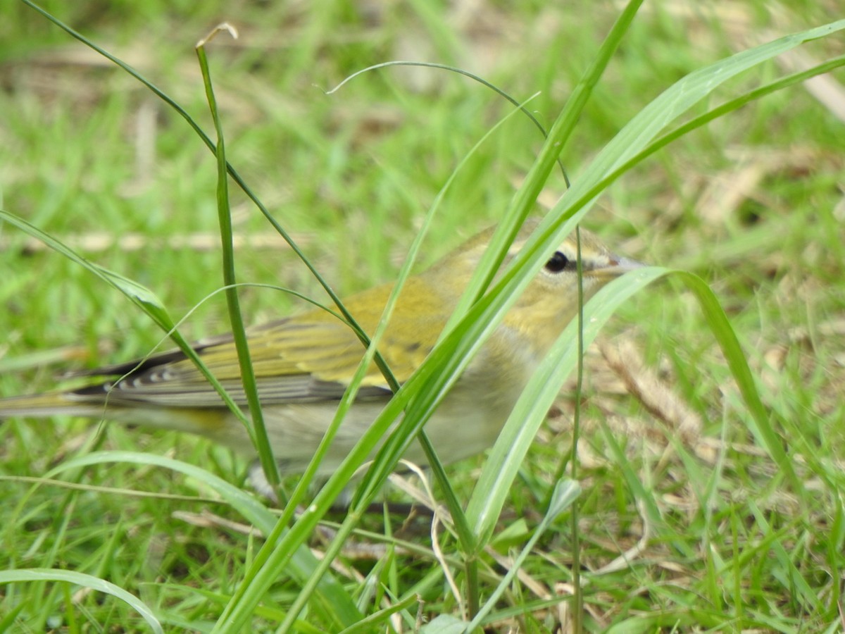 Tennessee Warbler - Rinald Rolle
