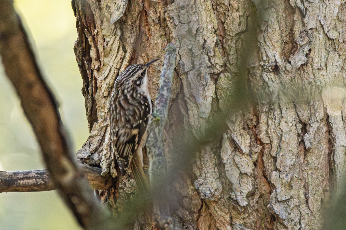 Brown Creeper - Larry Hubble