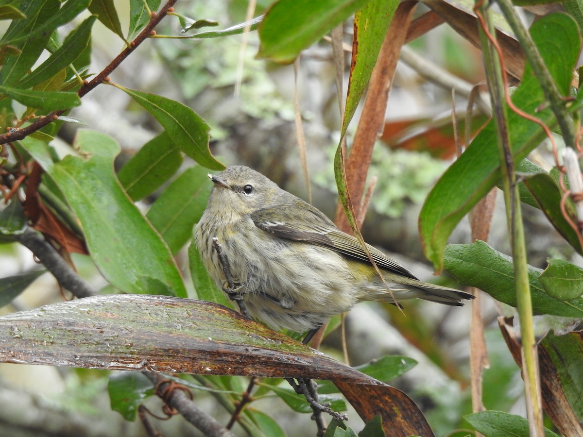 Cape May Warbler - ML610781943