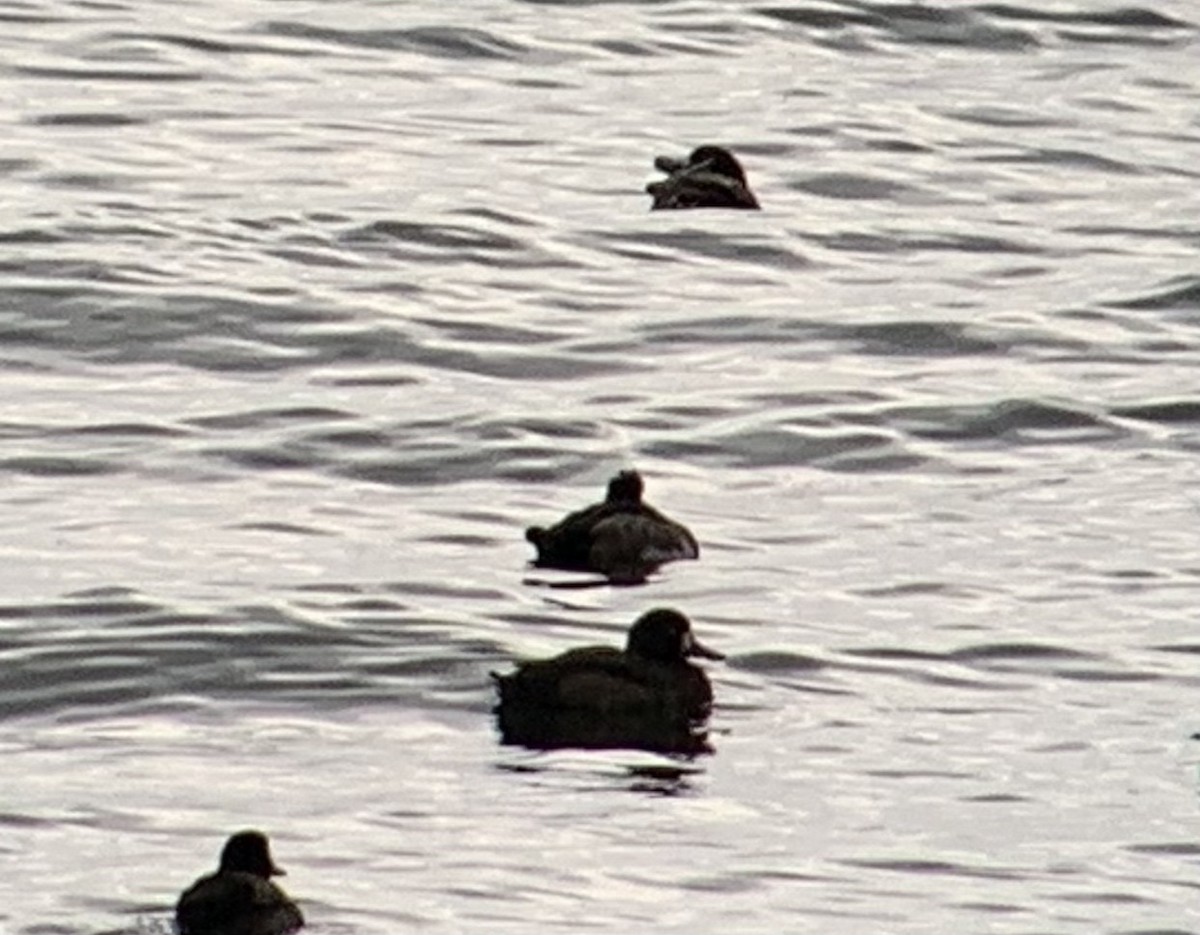 Tufted Duck - ML610782347
