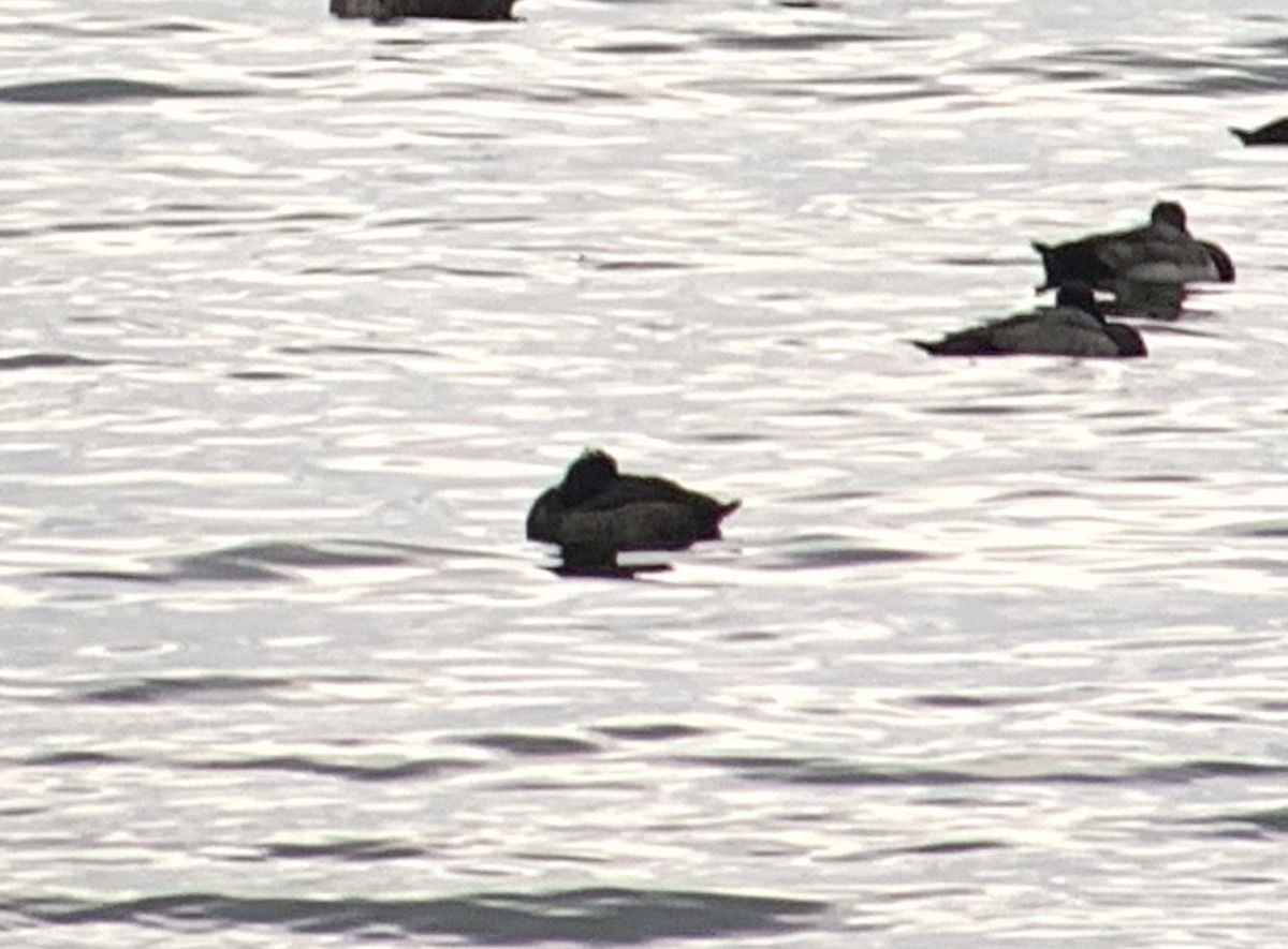 Tufted Duck - ML610782348