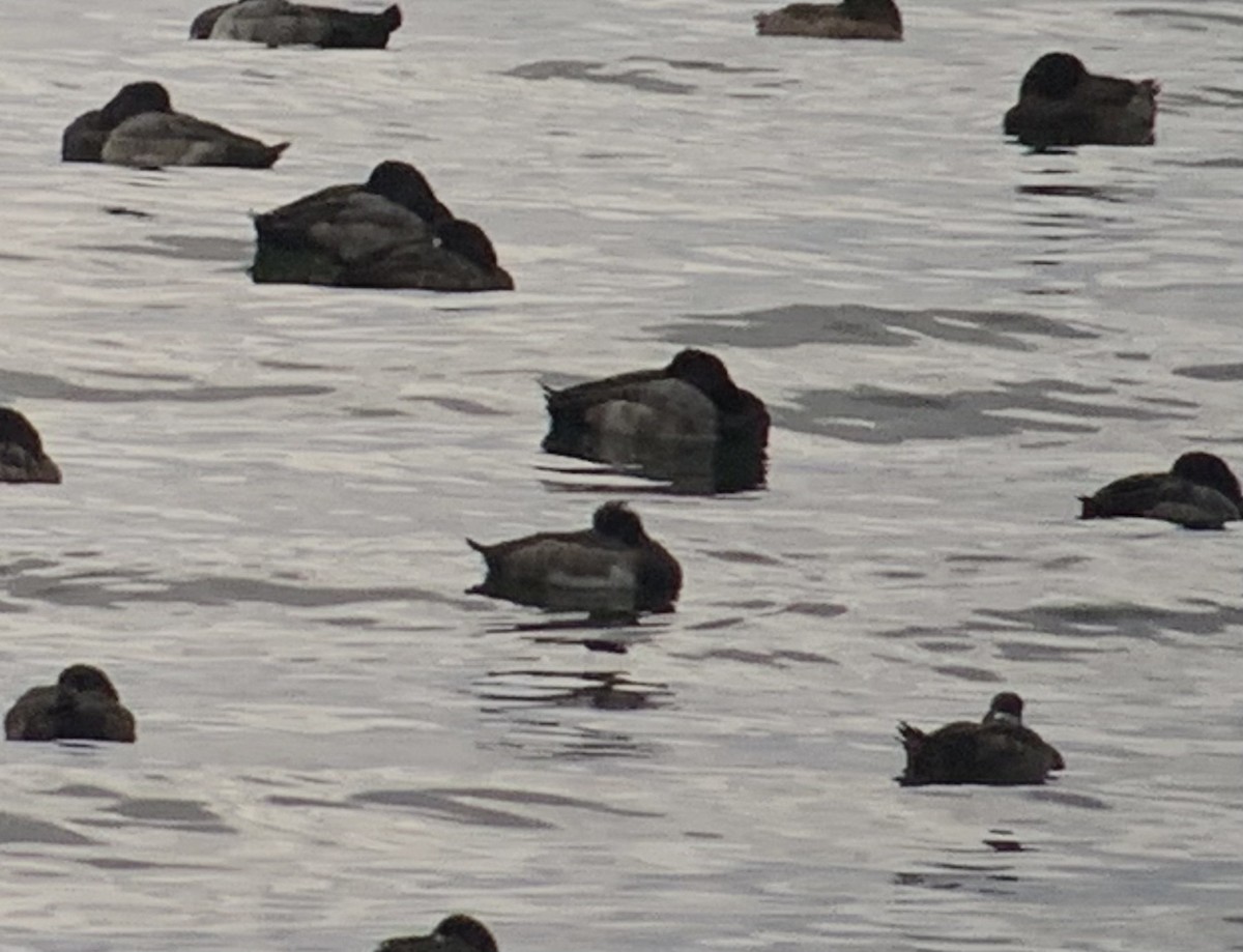 Tufted Duck - ML610782349