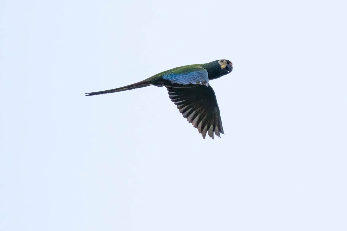 Blue-winged Macaw - ML610782381