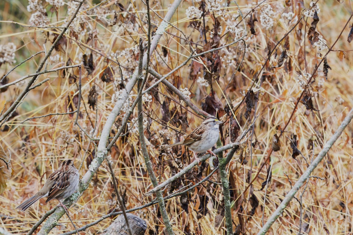 White-throated Sparrow - ML610782436