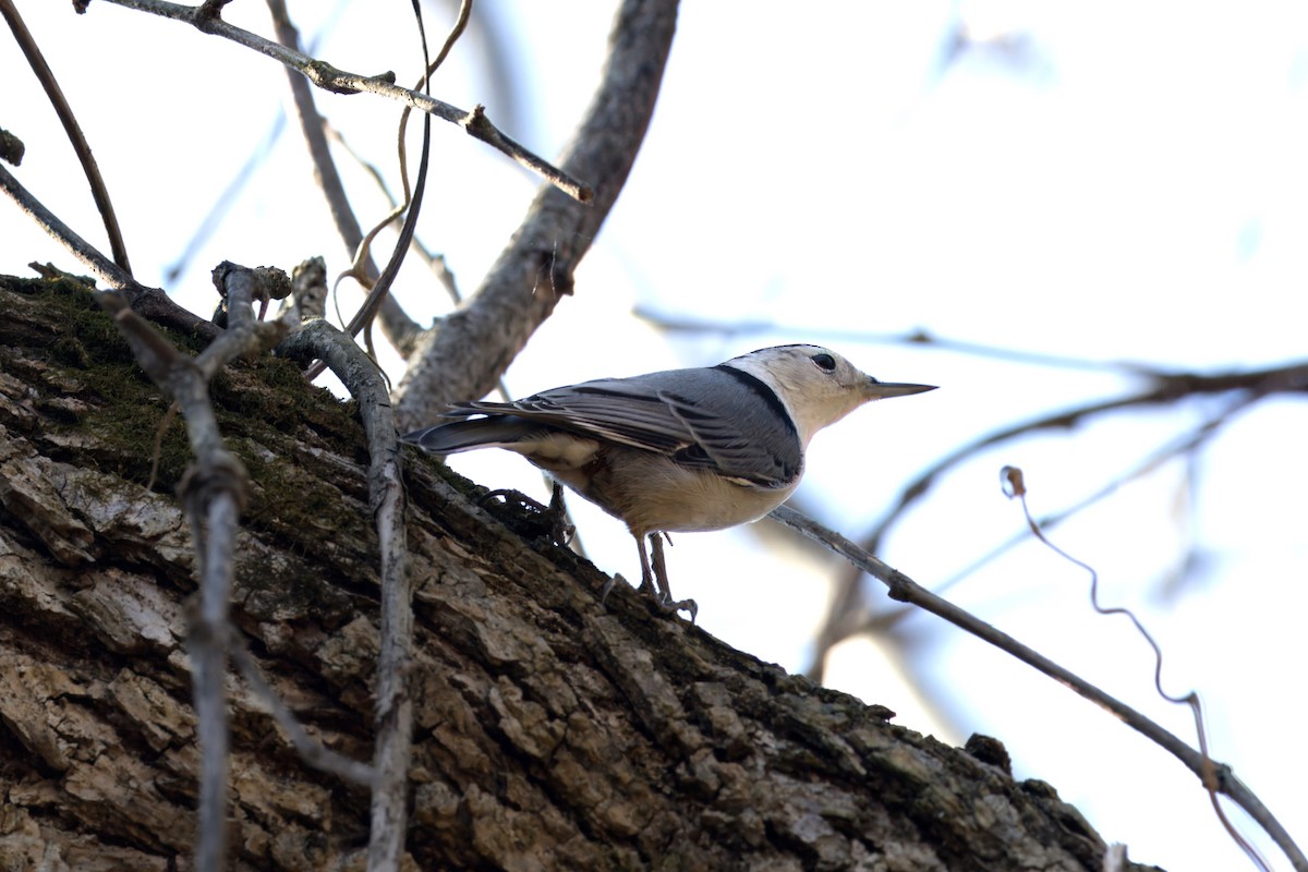White-breasted Nuthatch - ML610782446