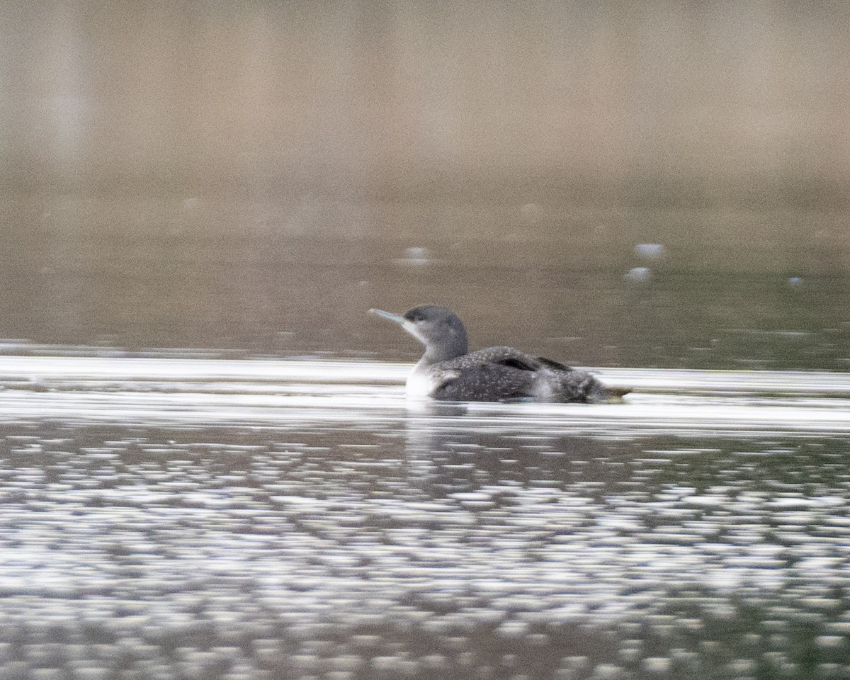 Red-throated Loon - ML610782760
