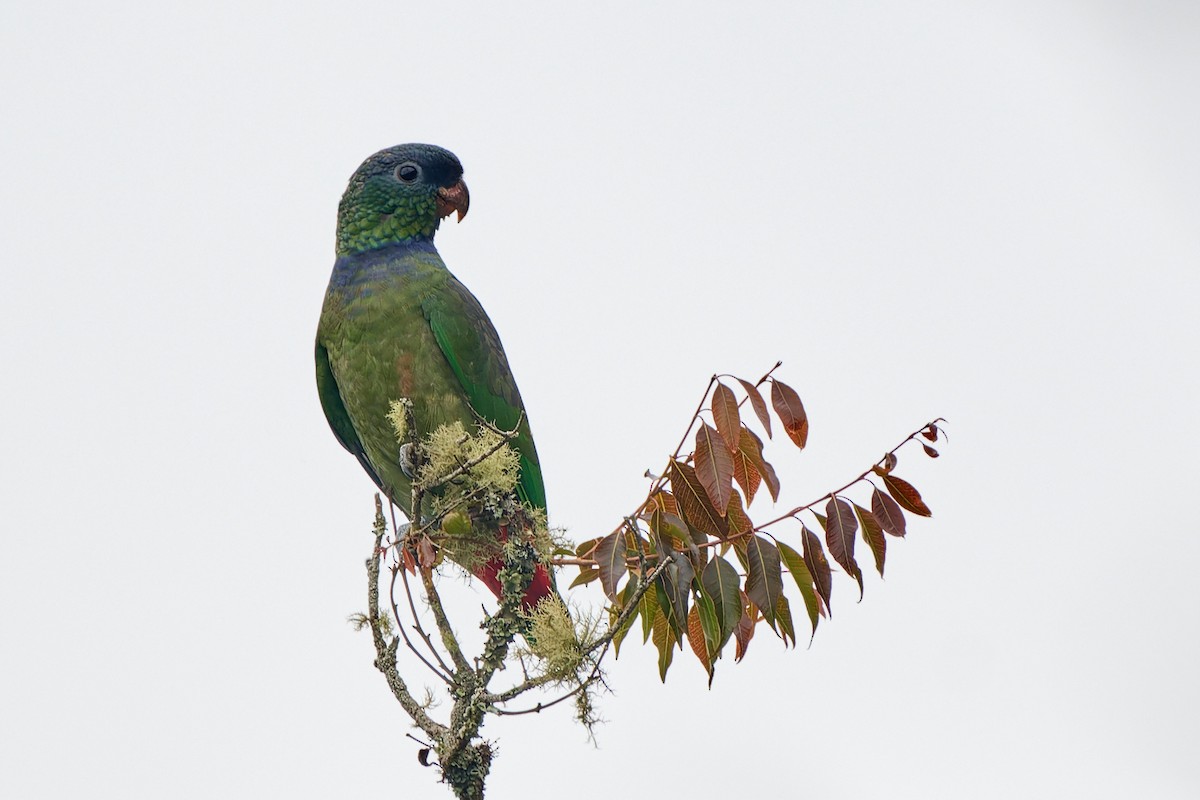 Red-billed Parrot - ML610783148