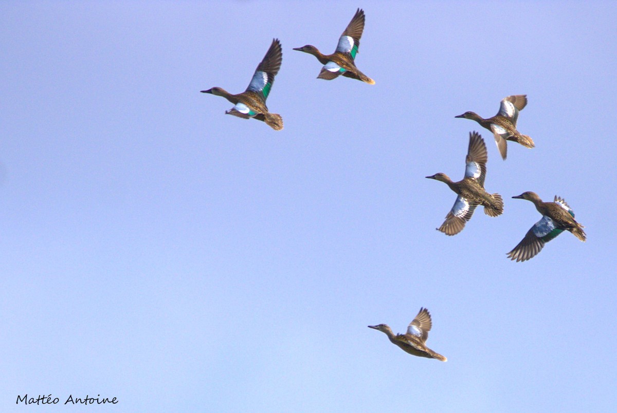 Ebird Caribbean Checklist Nov Pointe Des Chateaux Mares Species