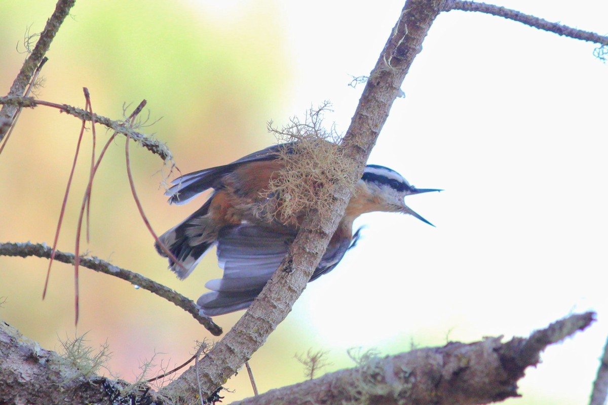 Red-breasted Nuthatch - ML610784227