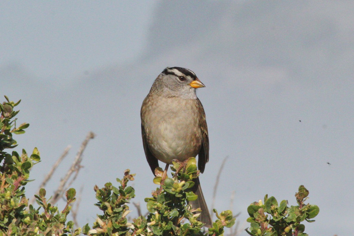 White-crowned Sparrow - ML610784248