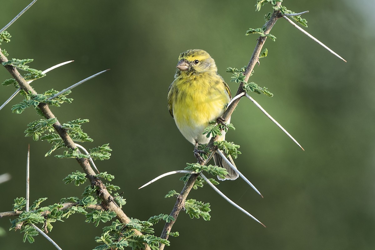 White-bellied Canary - ML610784505