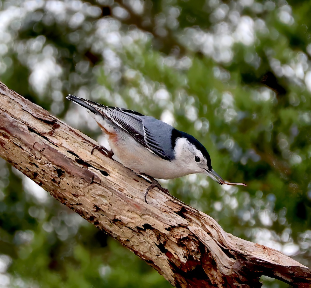 White-breasted Nuthatch - ML610784642
