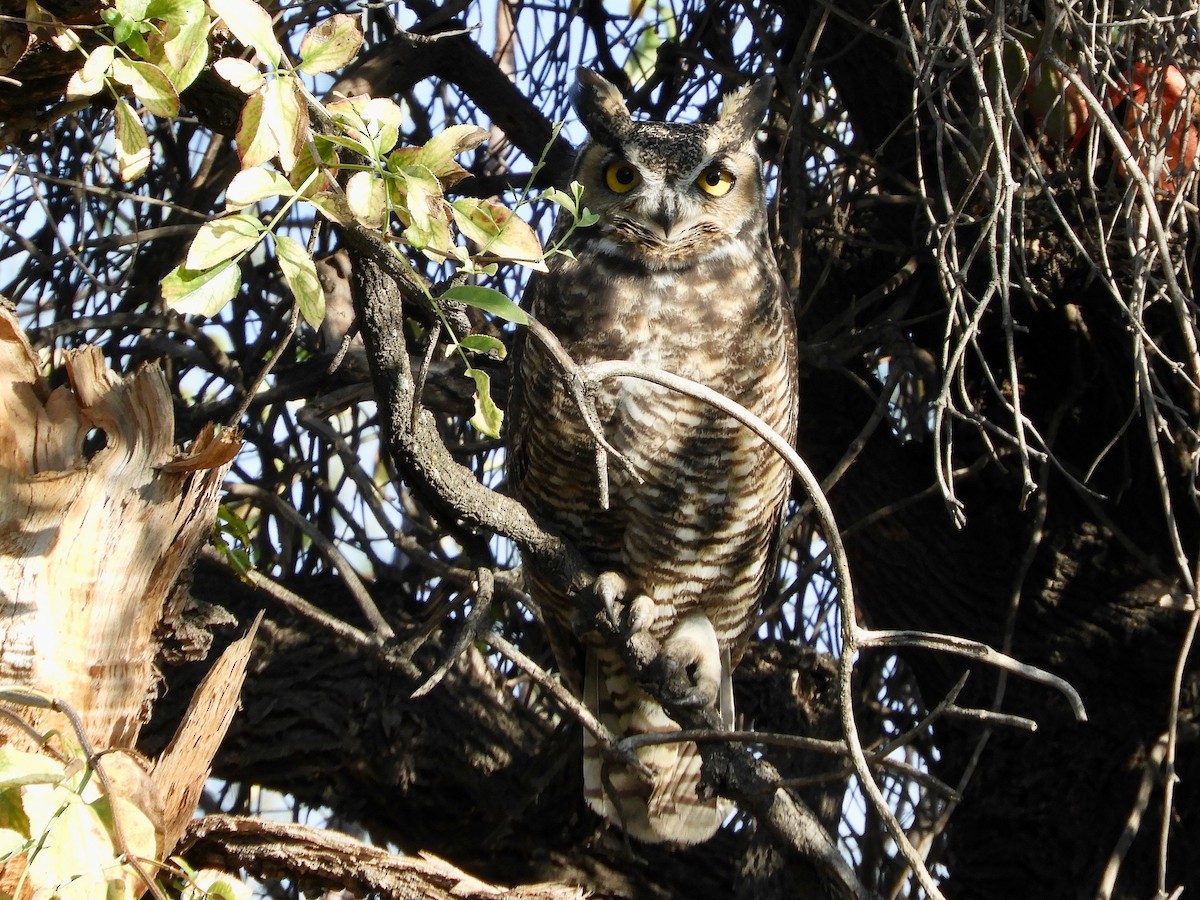Great Horned Owl - ML610784698