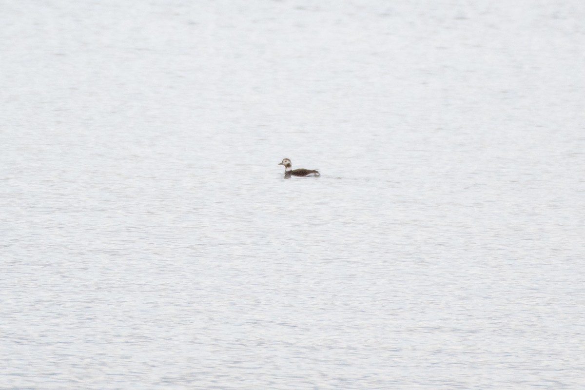 Long-tailed Duck at Harrison Hot Springs--Beach & town by Chris McDonald