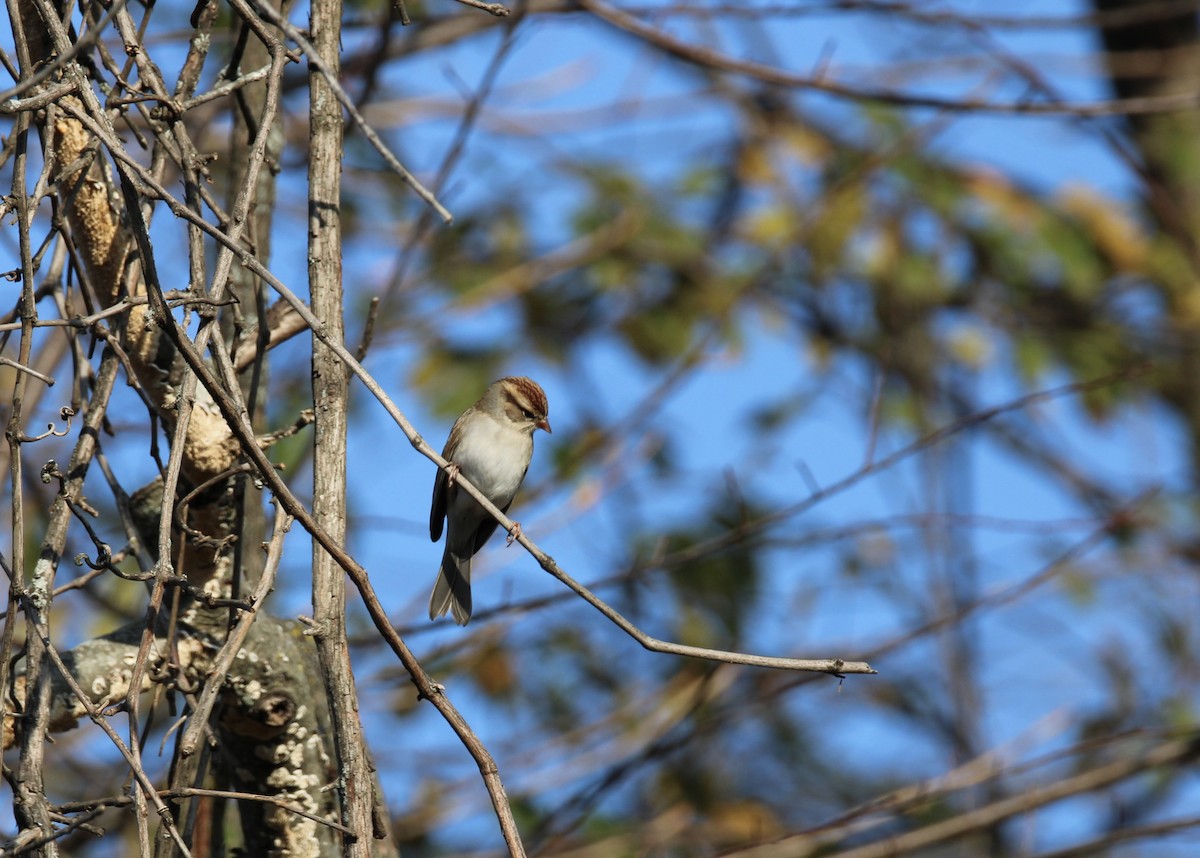 Chipping Sparrow - ML610784913