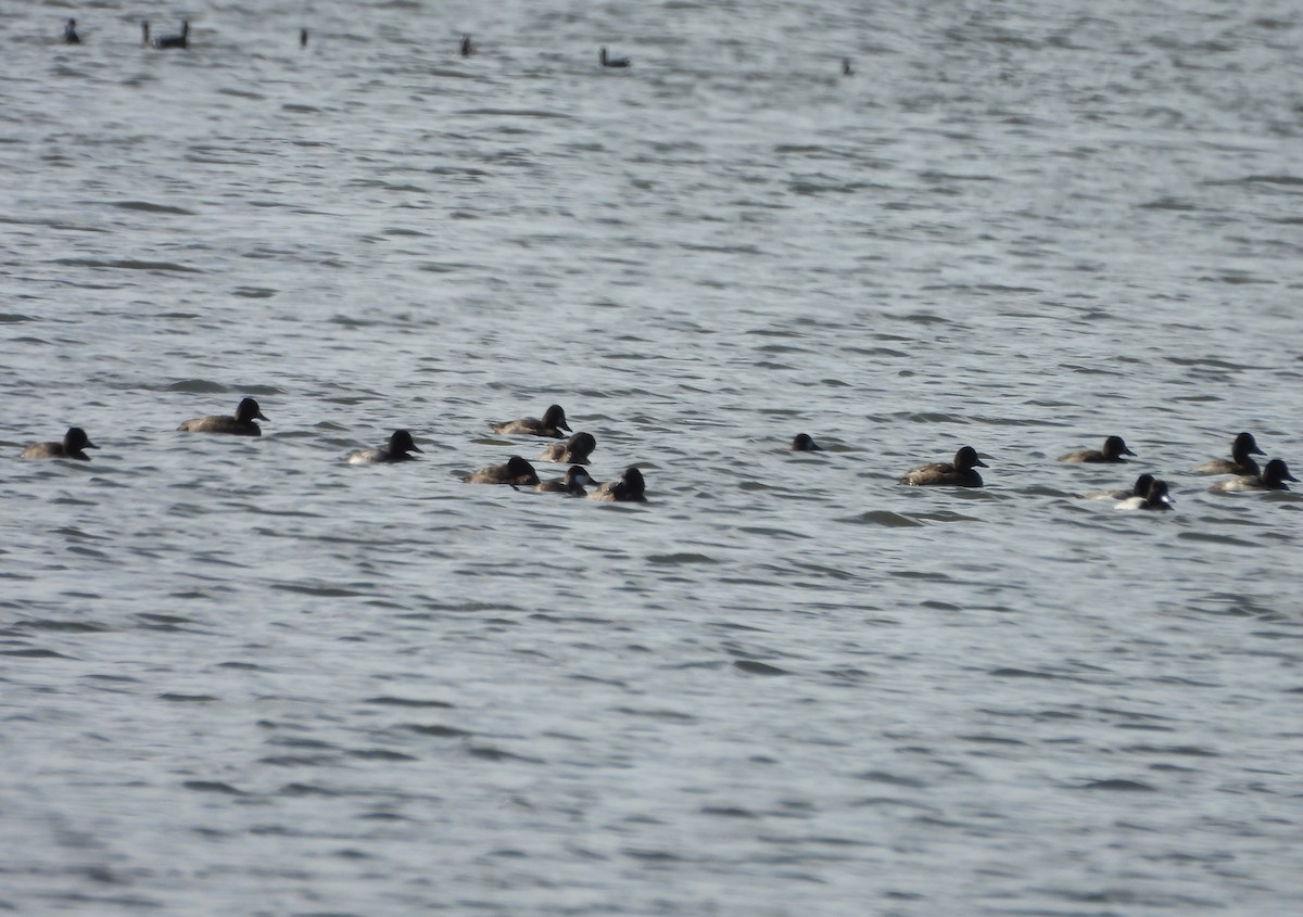 Greater/Lesser Scaup - ML610784993