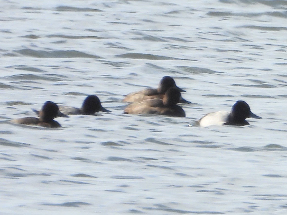 Greater/Lesser Scaup - ML610785009