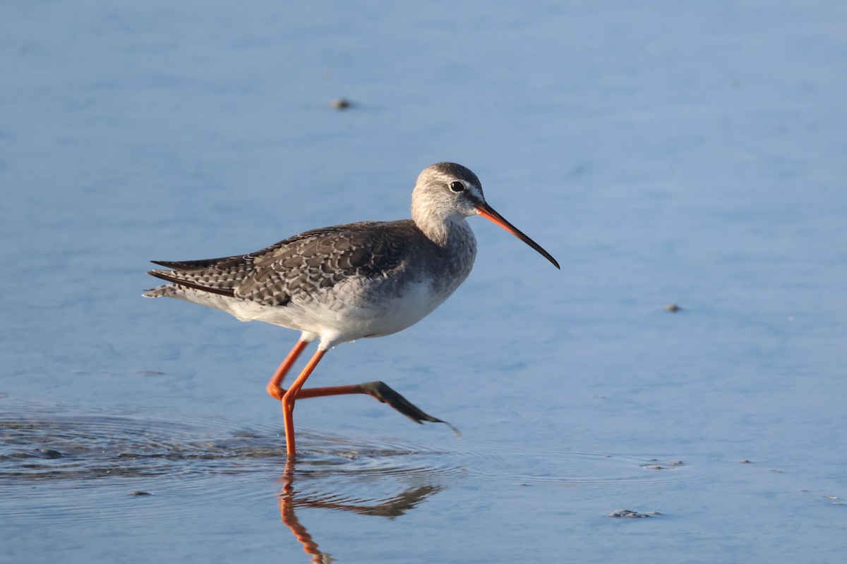 Spotted Redshank - ML610785586