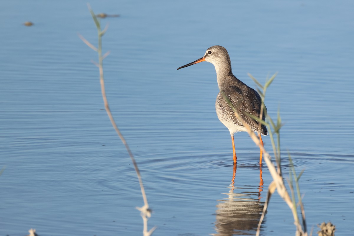 Spotted Redshank - ML610785588