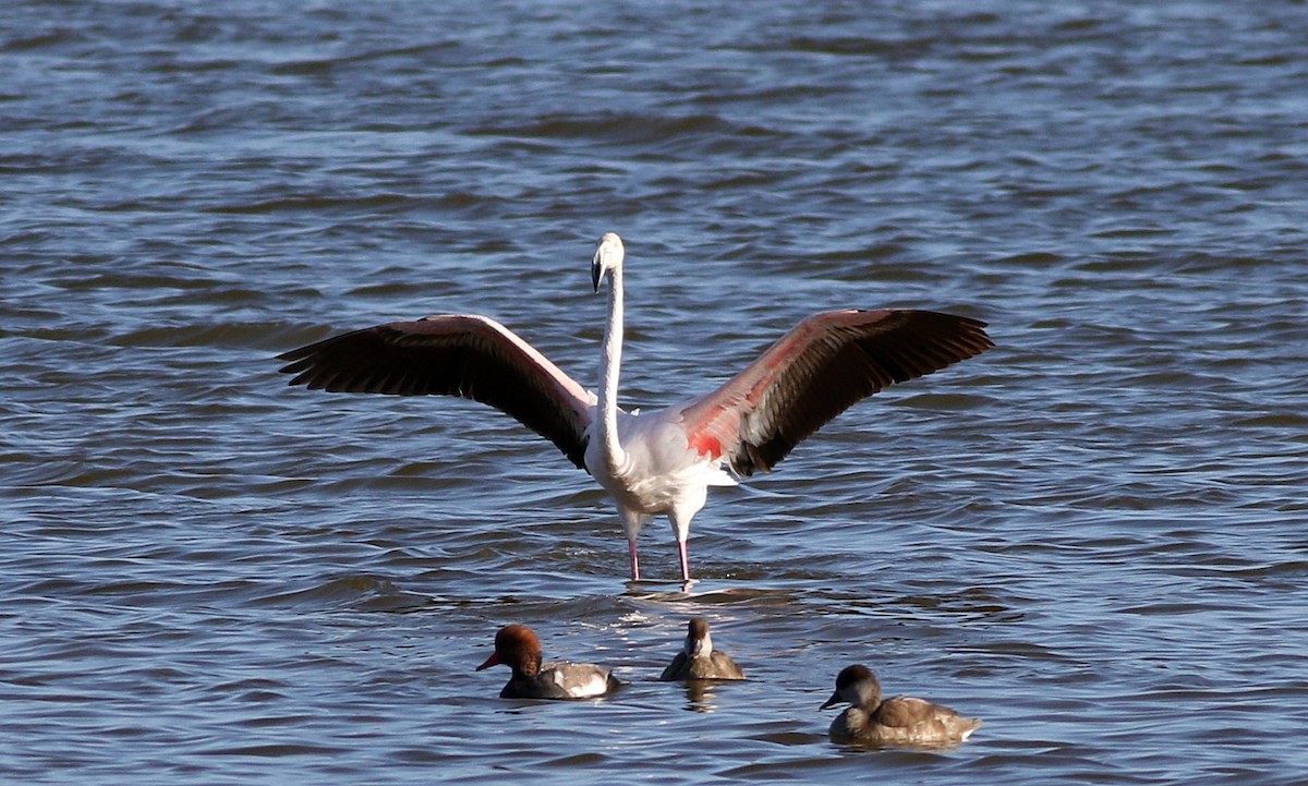 Greater Flamingo - Miguel García