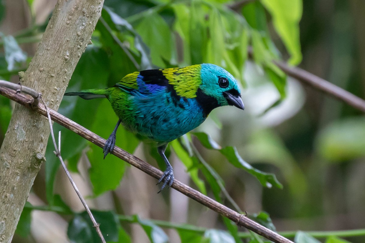 Green-headed Tanager - ML610785671
